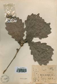 Quercus fabri image
