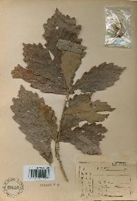 Quercus fabri image