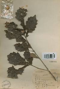Quercus fabri image
