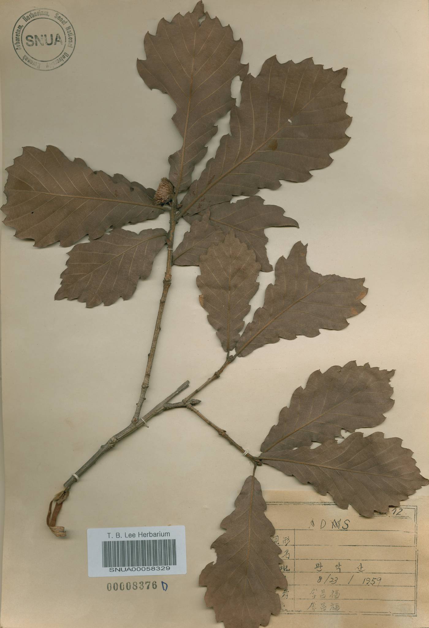 Quercus fabri image