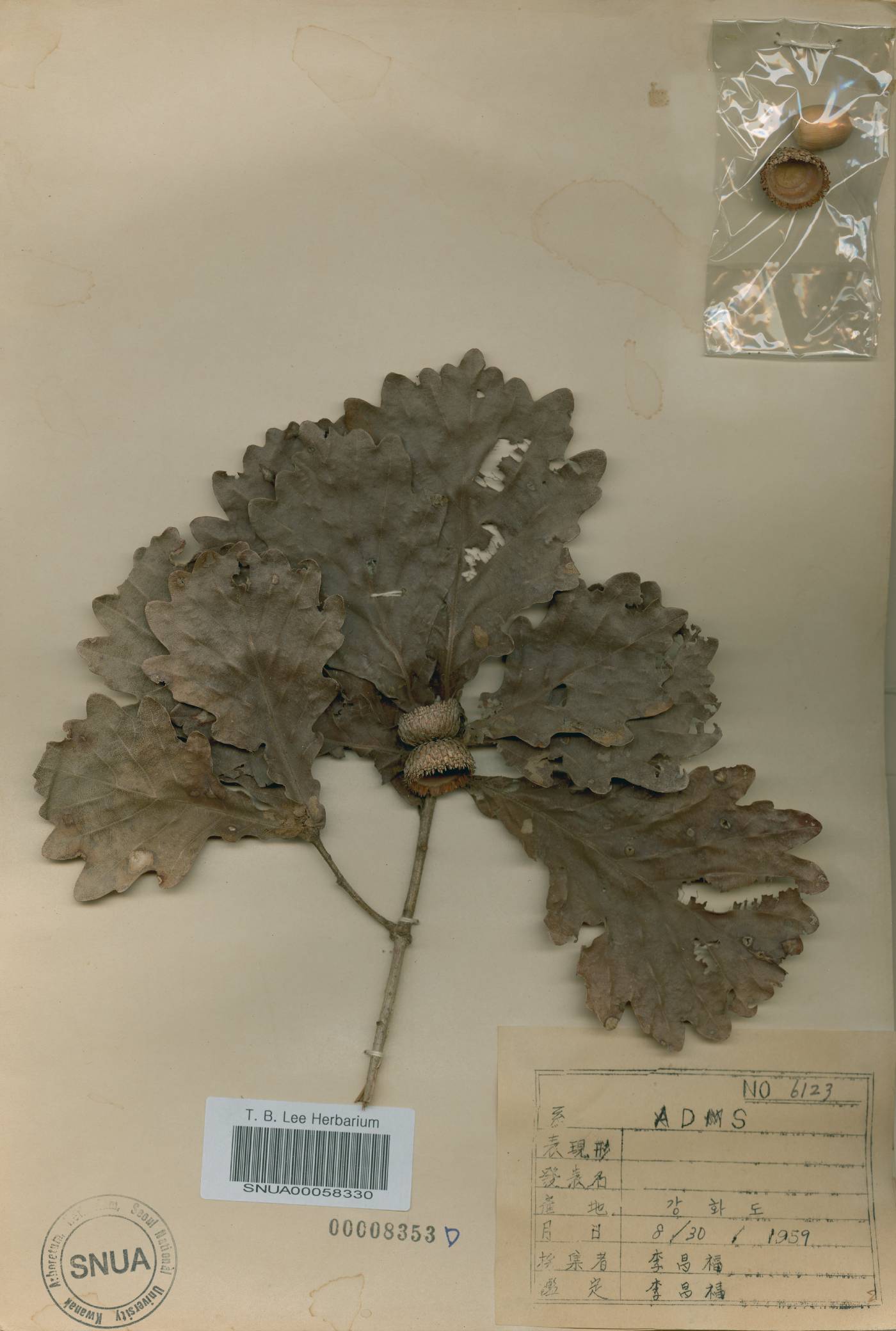 Quercus fabri image