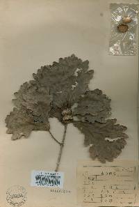 Quercus fabri image