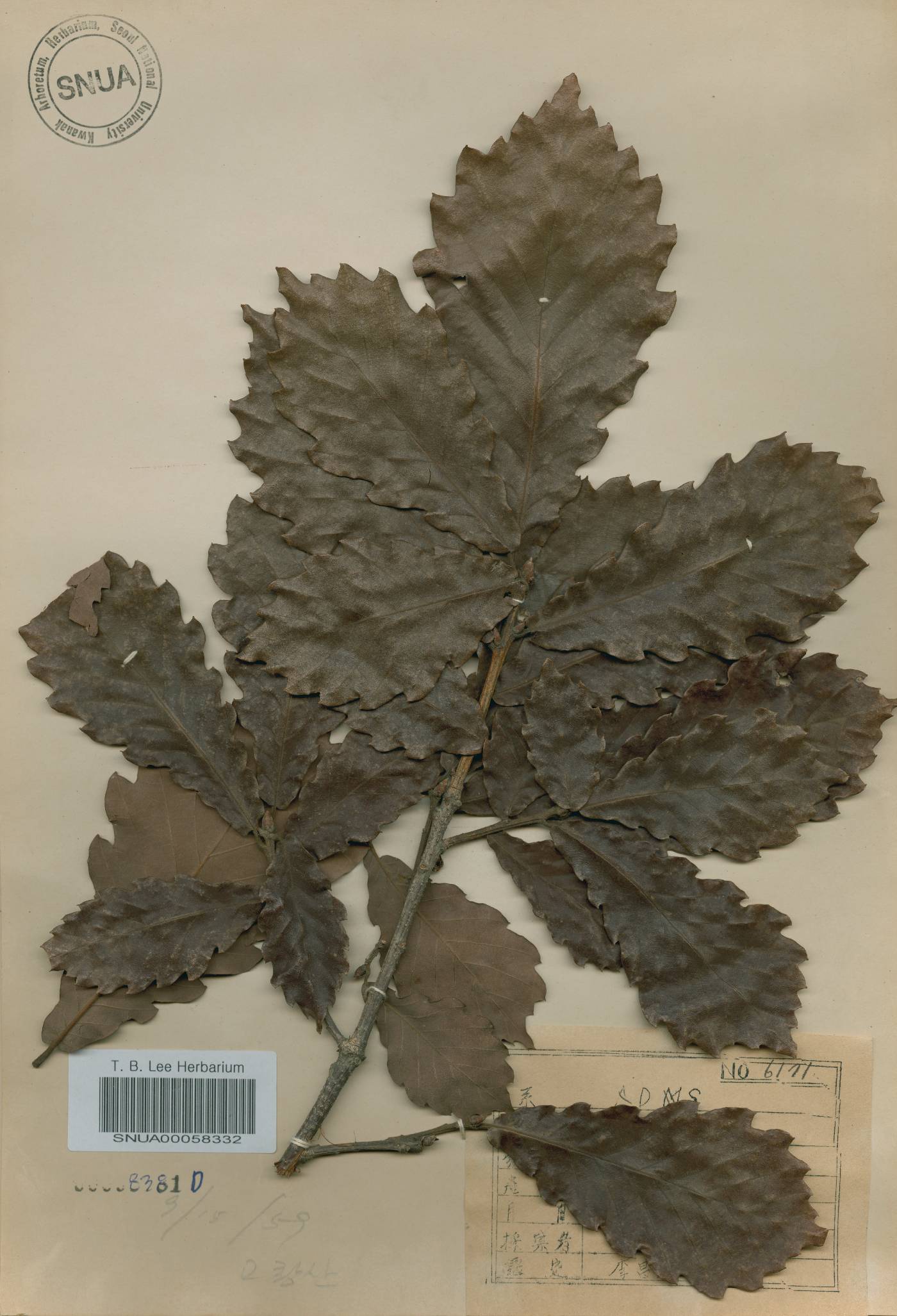 Quercus fabri image