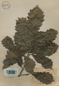 Quercus fabri image
