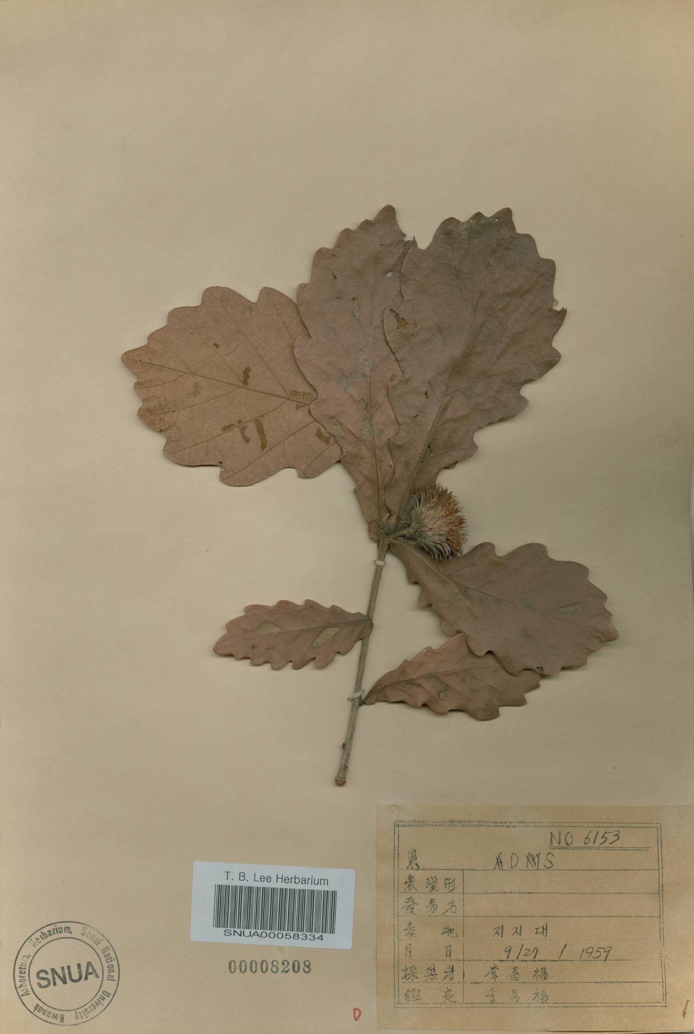 Quercus fabri image