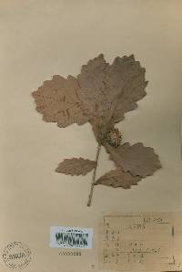 Quercus fabri image