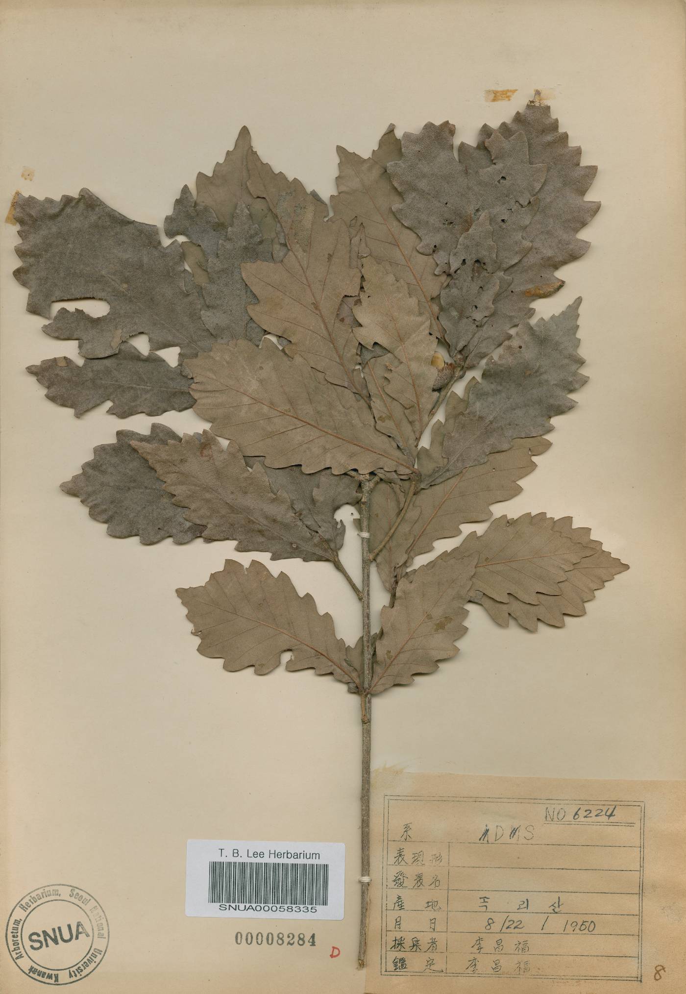 Quercus fabri image