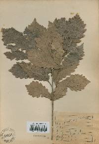 Quercus fabri image
