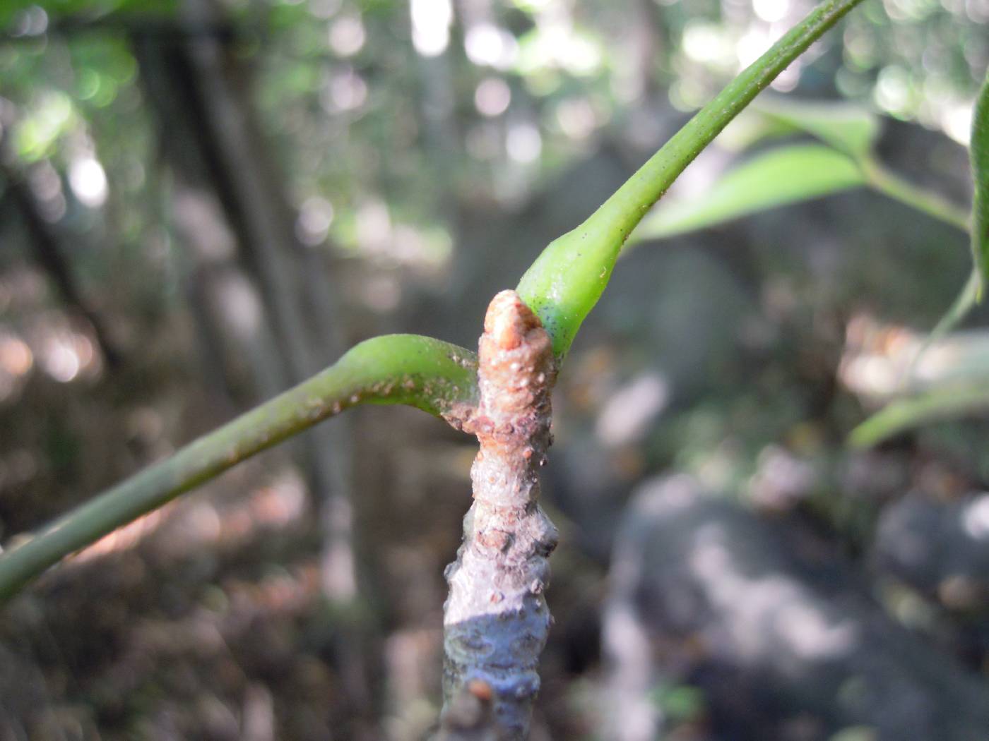 Meliosma pinnata var. oldhamii image