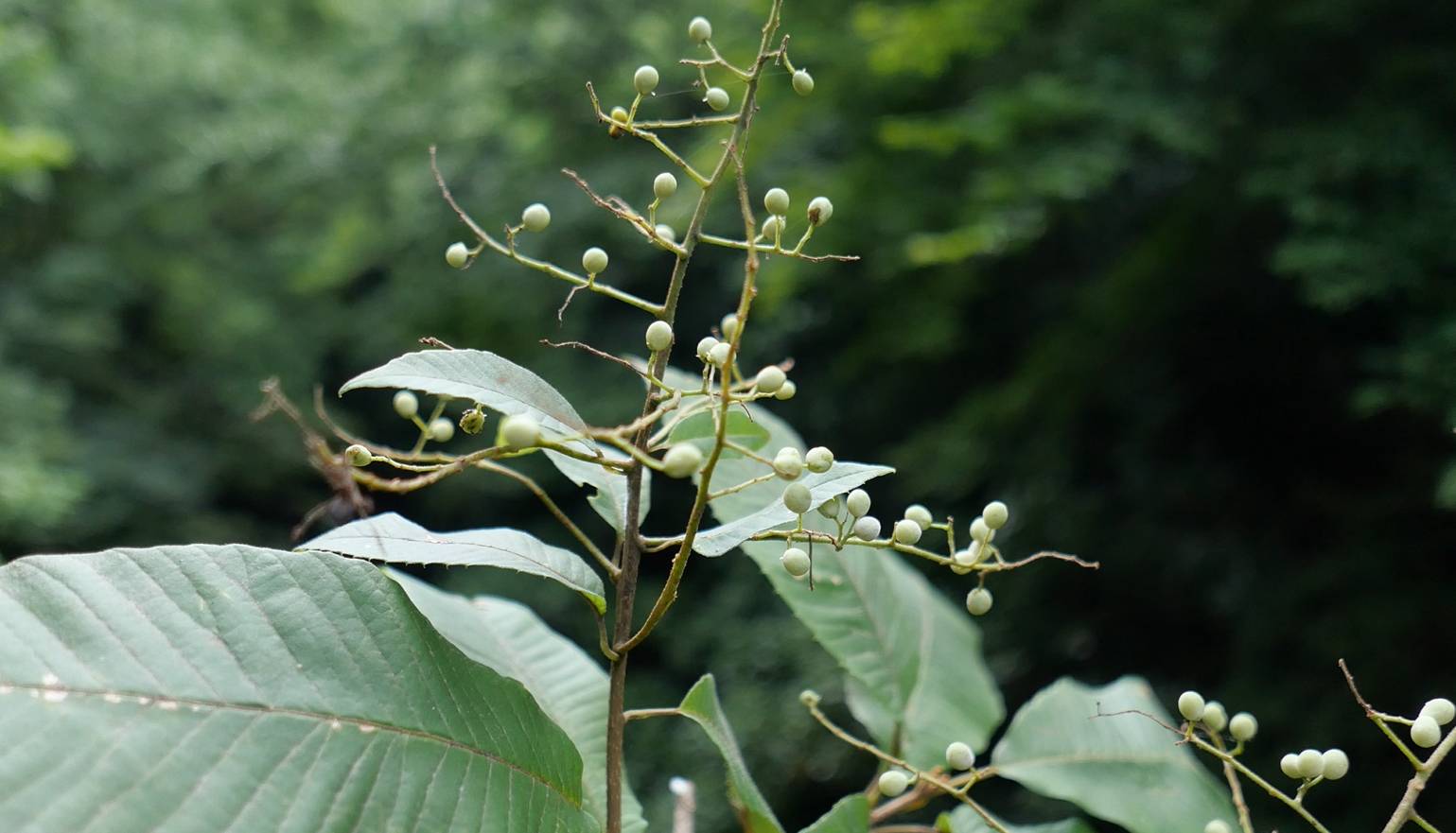 Meliosma myriantha image