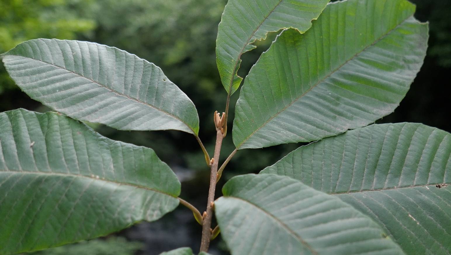 Meliosma myriantha image