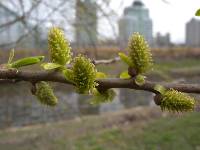 Salix pierotii image