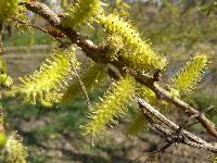 Salix pierotii image