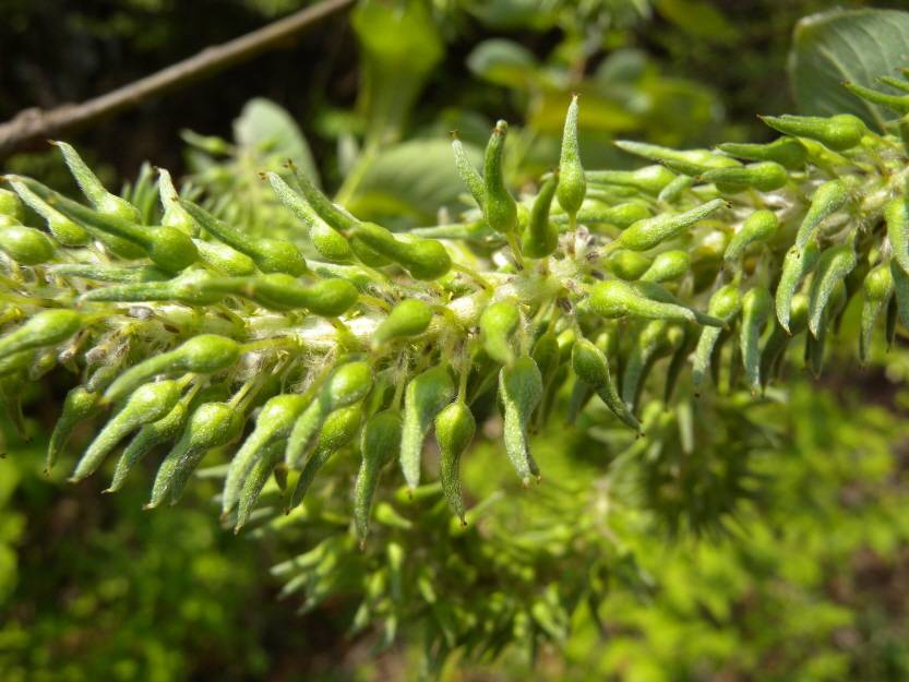 Salix caprea image