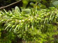 Image of Salix caprea