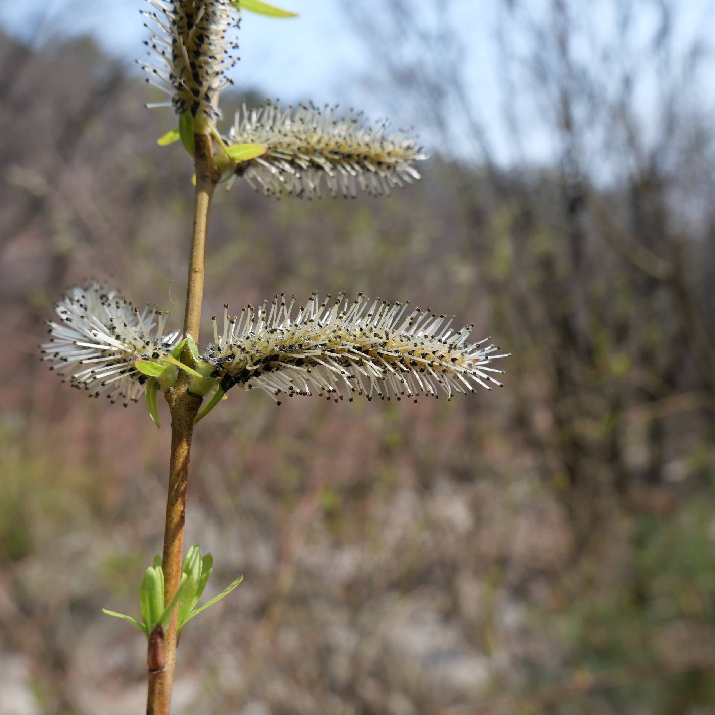 Salix gracilistyla image