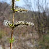 Salix gracilistyla image