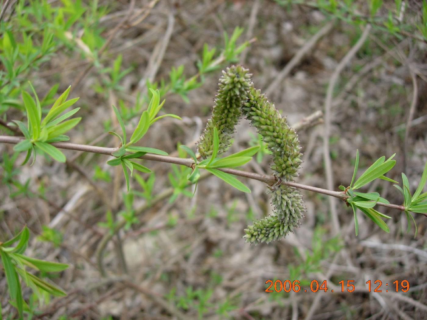 Salicaceae image