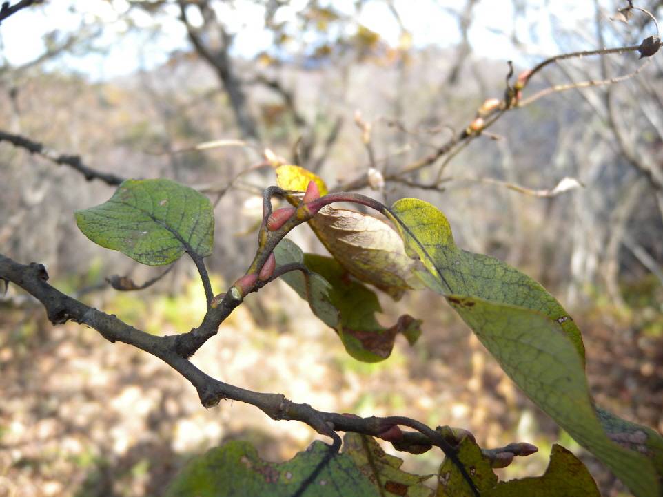Salix caprea image