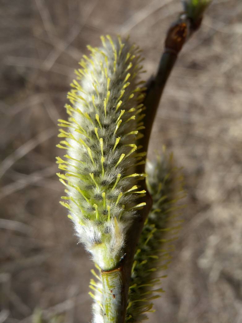 Salix caprea image
