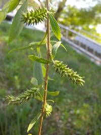 Image of Salix babylonica