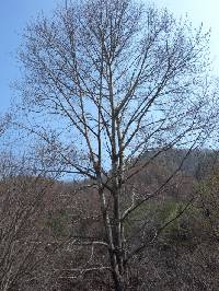 Image of Populus suaveolens