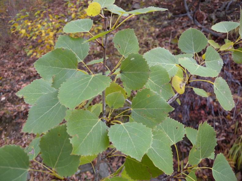 Populus tremula image