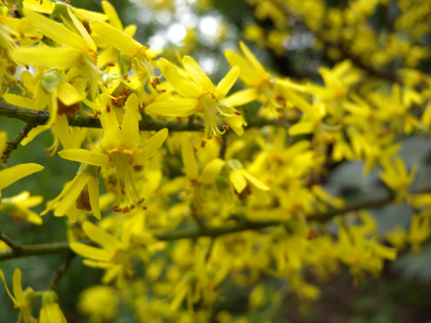 Koelreuteria paniculata image