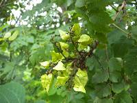 Koelreuteria paniculata image