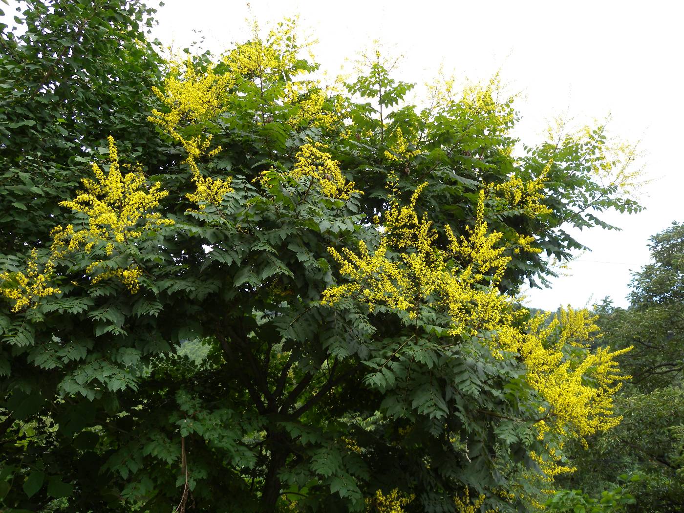 Koelreuteria paniculata image