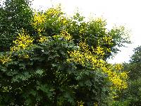 Koelreuteria paniculata image