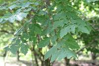 Koelreuteria paniculata image