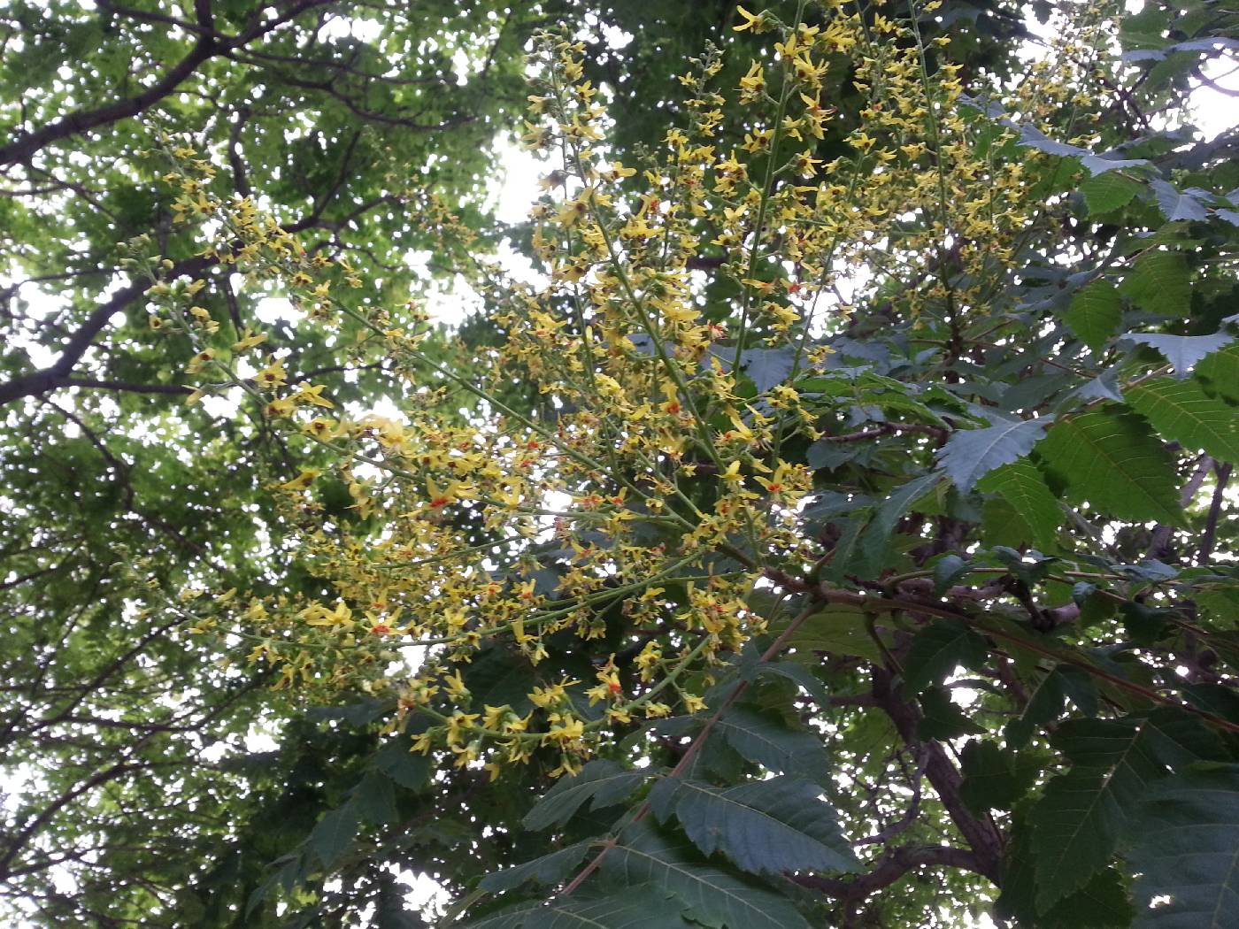 Koelreuteria paniculata image