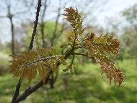 Koelreuteria paniculata image