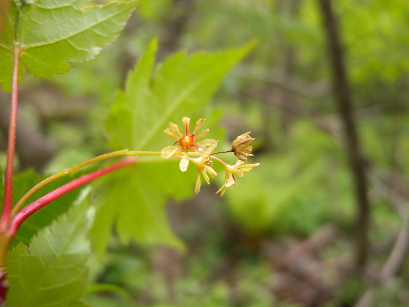 Acer komarovii image