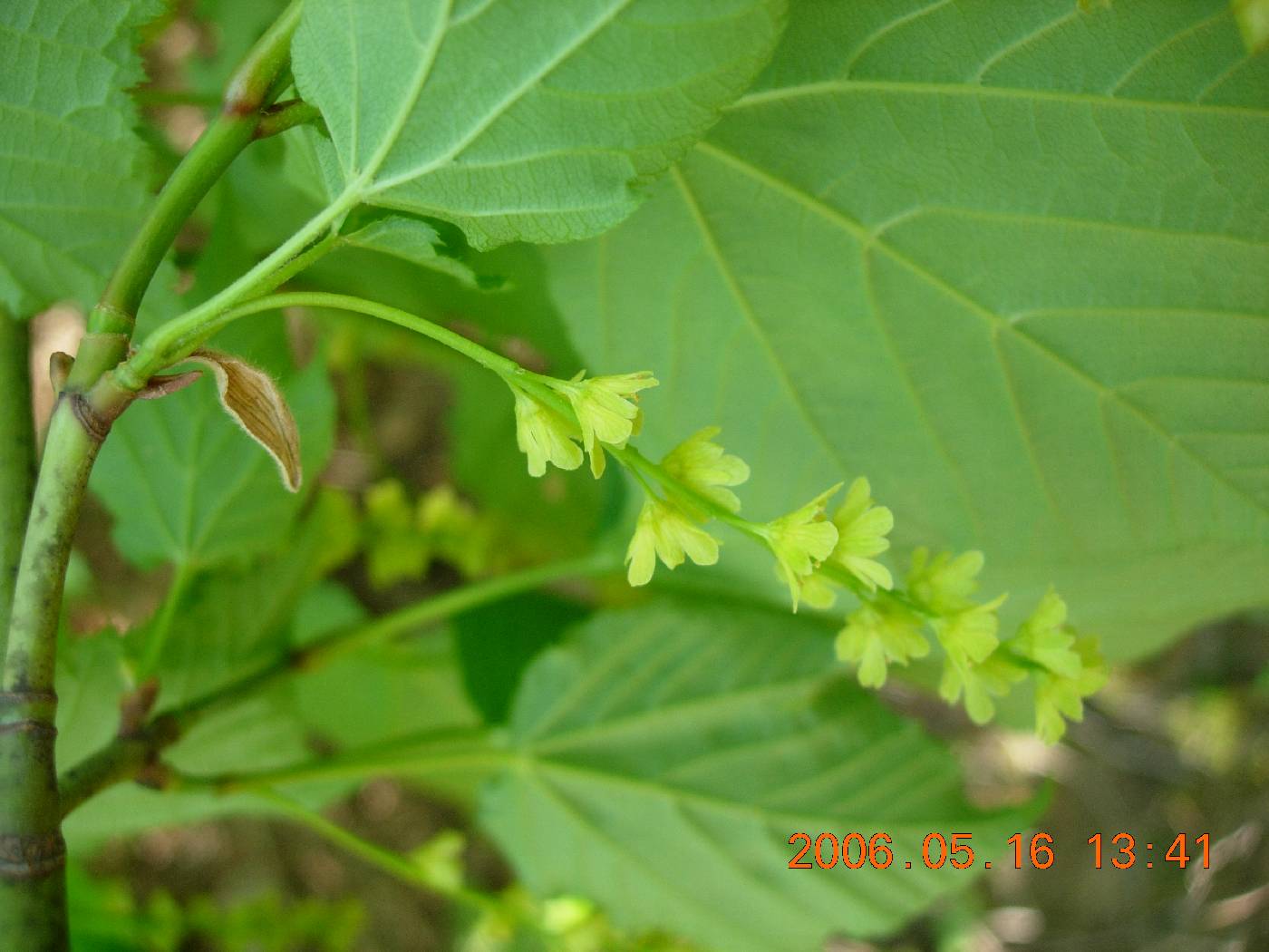 Acer tegmentosum image