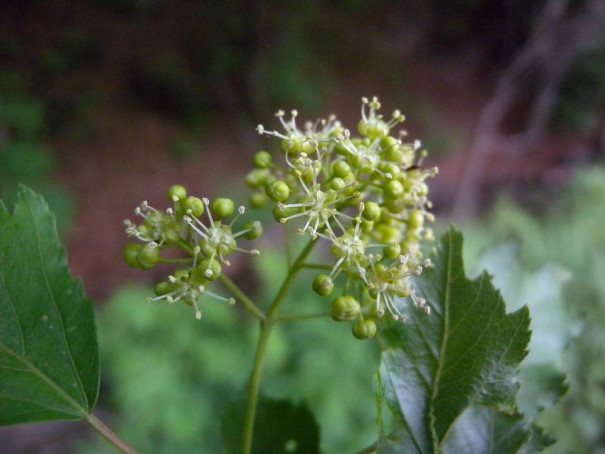 Acer tataricum image