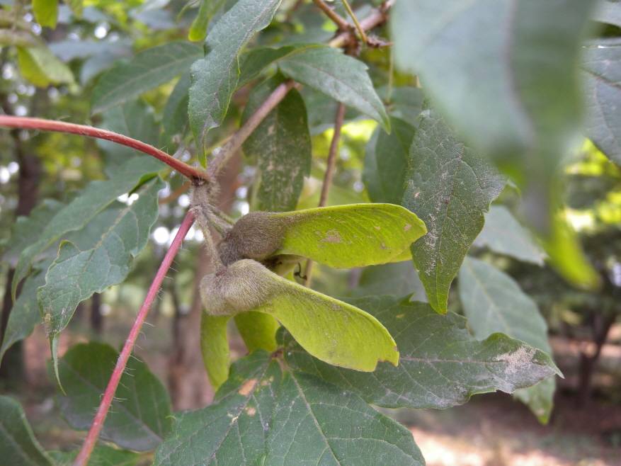 Acer triflorum image