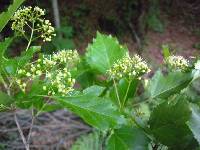 Acer tataricum subsp. ginnala image