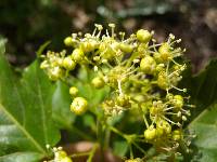 Acer tataricum subsp. ginnala image