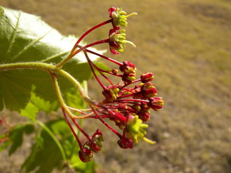 Acer pseudosieboldianum image