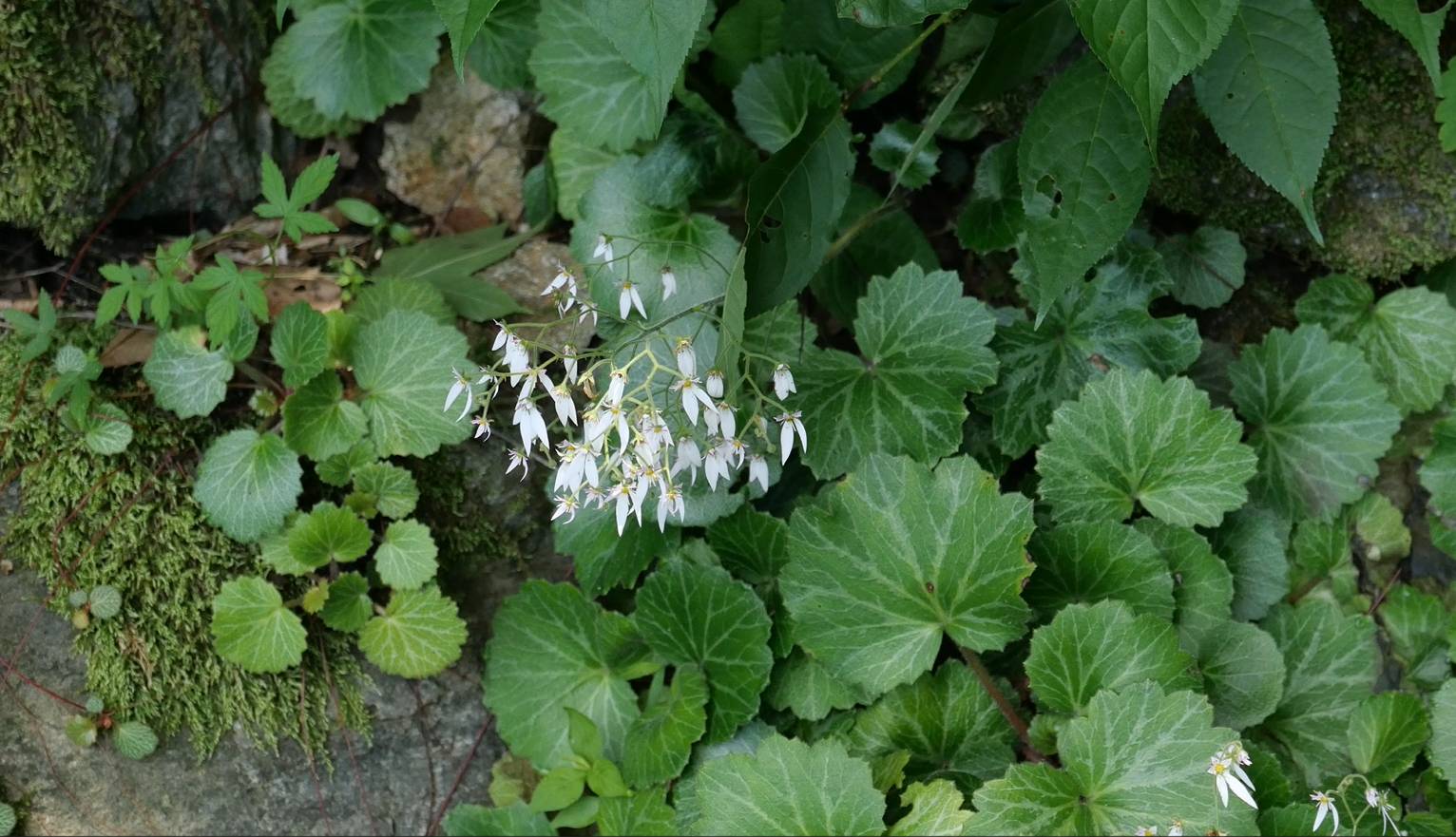Saxifraga image