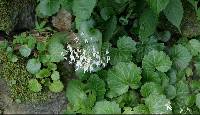 Saxifraga stolonifera image