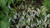 Saxifraga stolonifera image