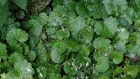 Saxifraga stolonifera image