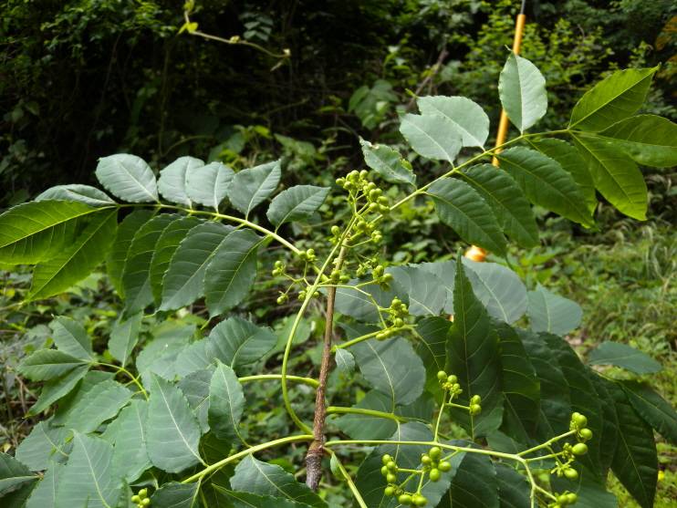 Picrasma quassioides image