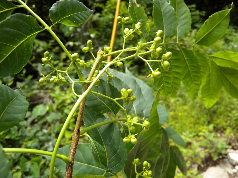 Simaroubaceae image