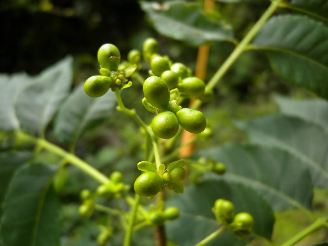 Picrasma quassioides image