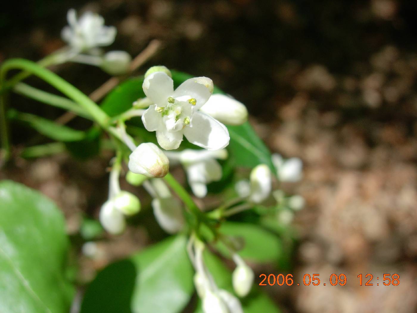 Staphylea bumalda image