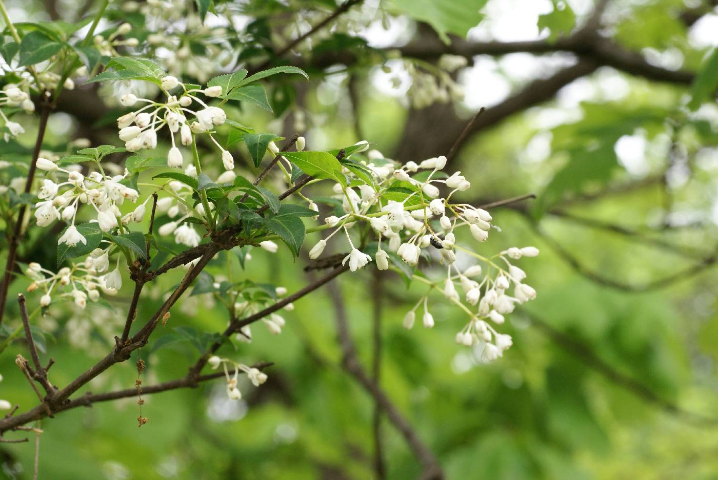 Staphylea bumalda image